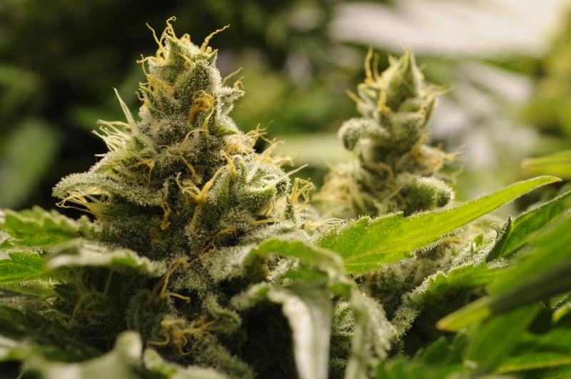 GW Pharmaceuticals Reports Strong Phase…