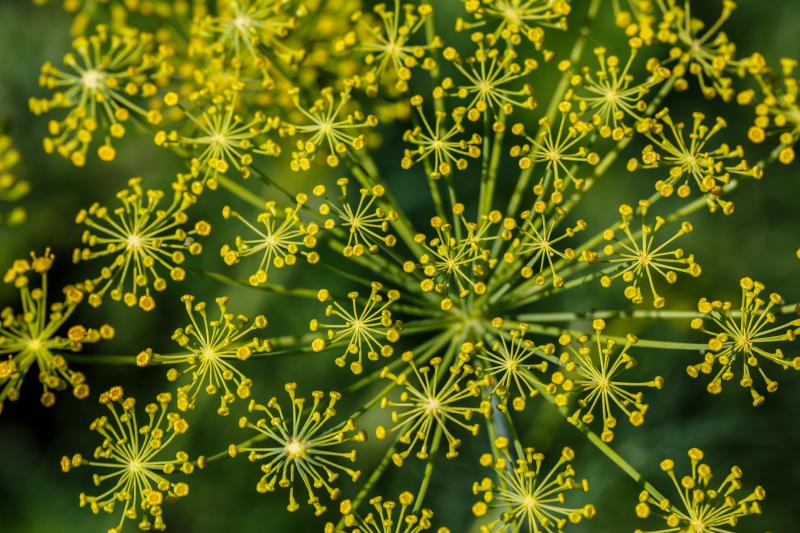 Fennel Found to Reduce Postmenopause…