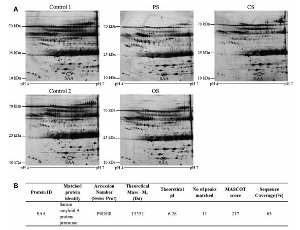 Levels of Serum Amyloid A…