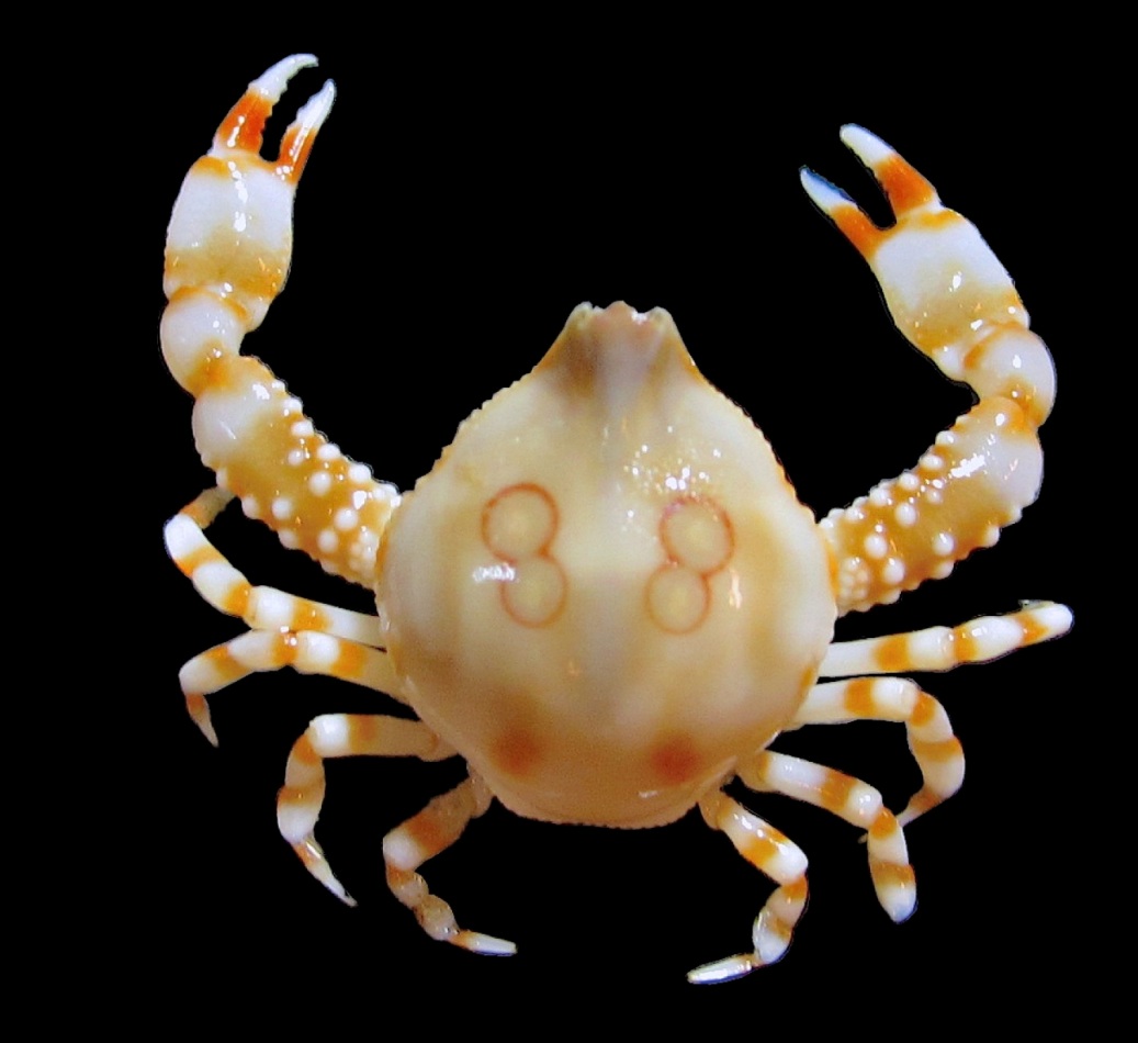 Researchers discover new species of…