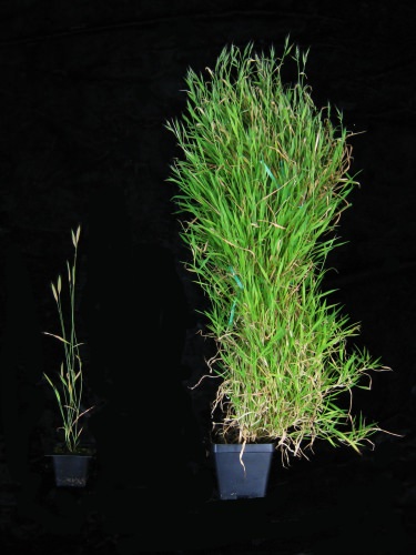 Newly identified gene helps time spring flowering in vital grass crops