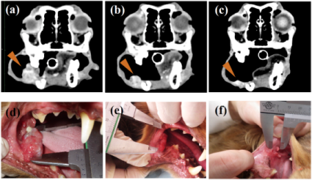 New therapeutic antibody for dog…