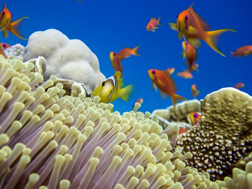 Helping corals to cope with…