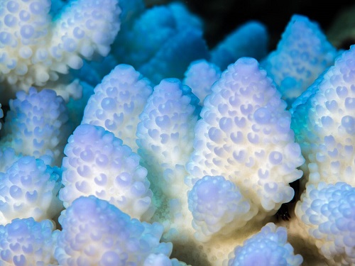 Helping corals to cope with pressure 3 4878