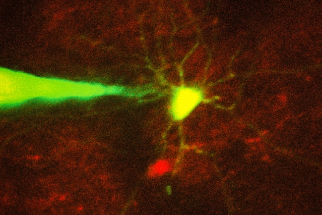 MIT Neuron Recording 1 0