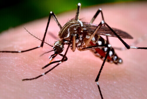 Zika mosquito large