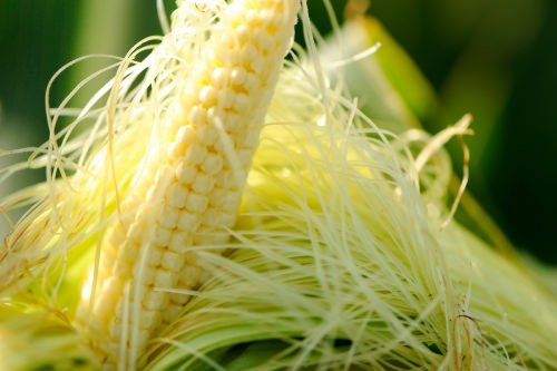 App helps farmers make the most of their corn harvest