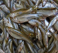 Fermenting fish to reduce cholesterol