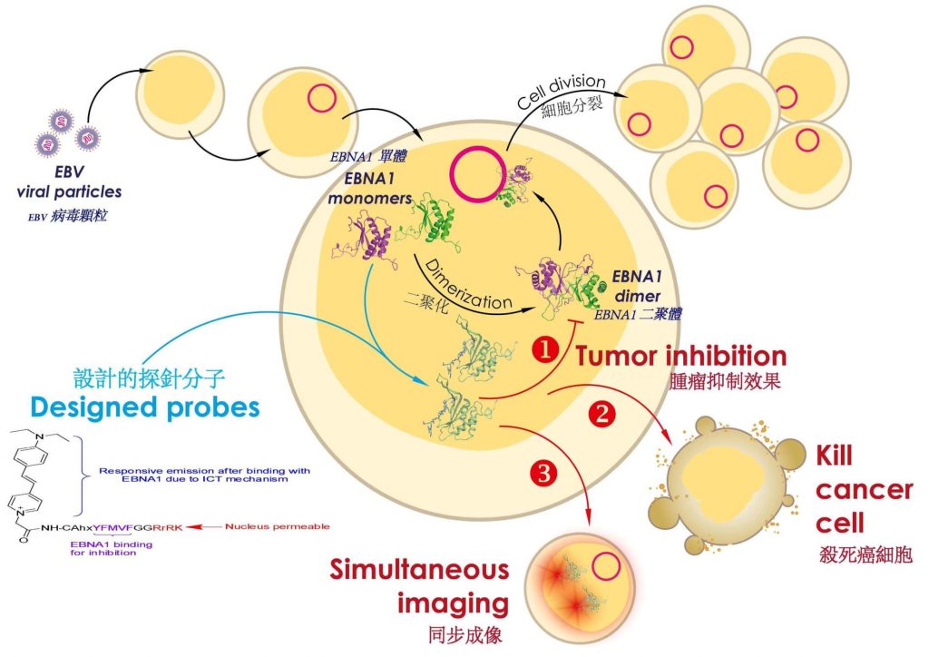 HKBU scholars develop world-first dual imaging and inhibiting agent with high efficacy in suppressing EBV-associated tumours in mice 3 4928 1