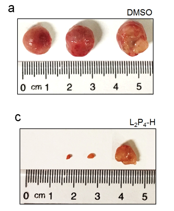 HKBU scholars develop world-first dual imaging and inhibiting agent with high efficacy in suppressing EBV-associated tumours in mice