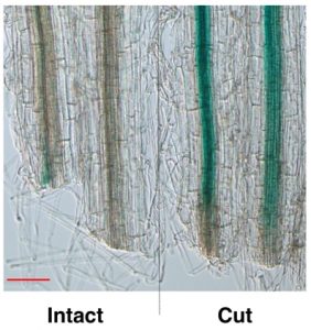 Secrets of Bonsai: Uncovering the mechanism of root regeneration 2 4930