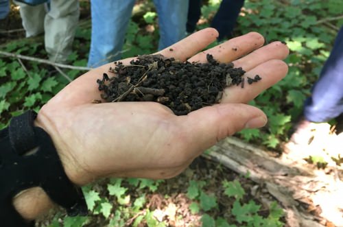 Citizen scientists scour Madison area for invasive jumping worms 3 Soil e1505486453846