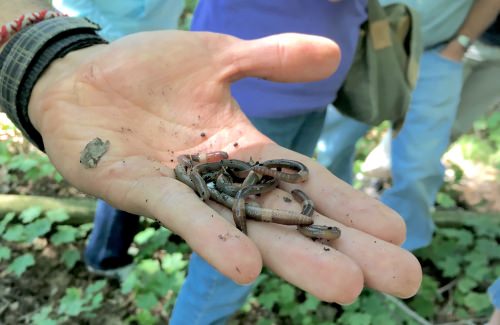 Citizen scientists scour Madison area…