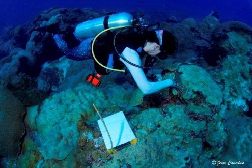 Harvey runoff menaces Texas’ coral reefs