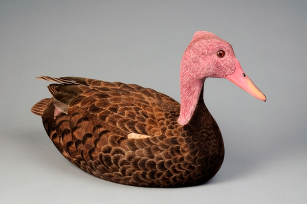 Search for the Lost Pink-headed Duck Gets Underway in Myanmar