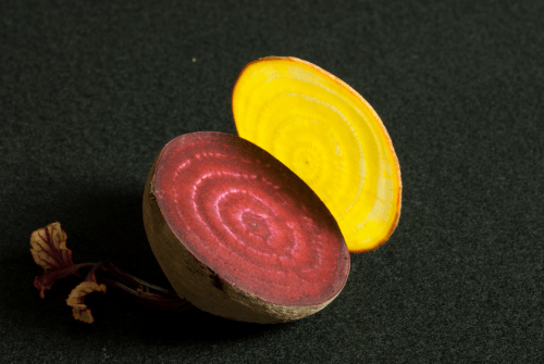 UW researchers discover an evolutionary…