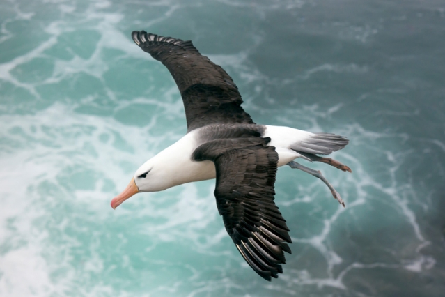 Engineers identify key to albatross’…
