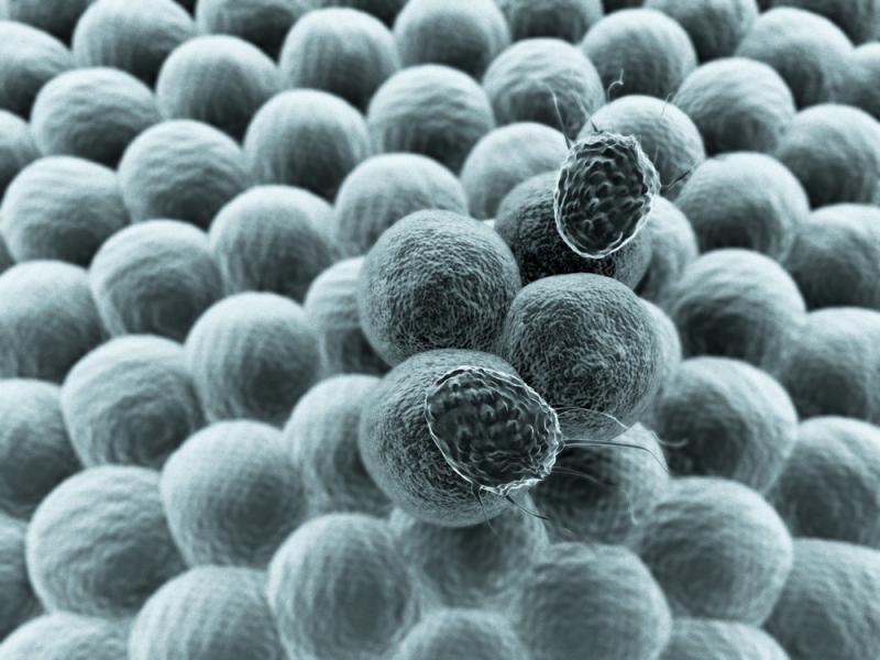 Moleculin Announces Strategic Collaboration to…