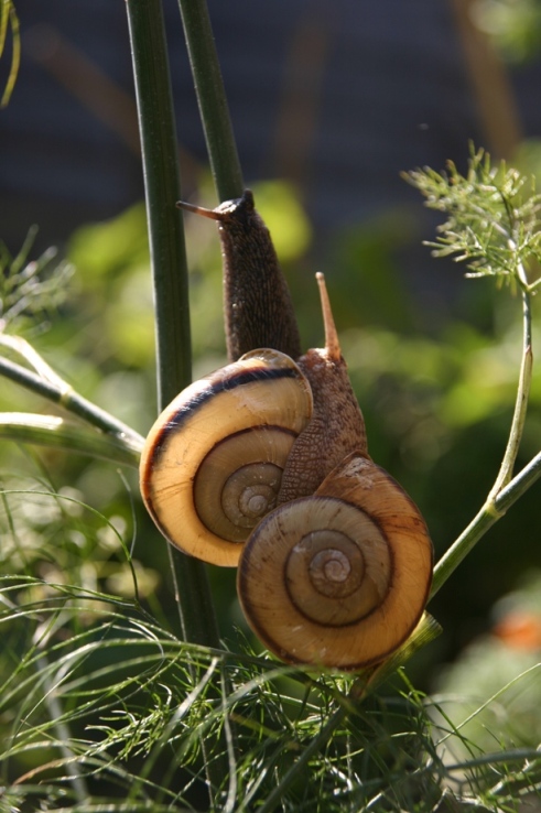 Twisted sex allows mirror-image snails…