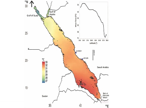 Red Sea is warming faster than global average