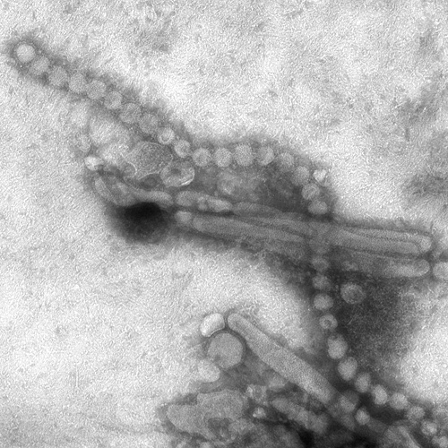 H7N9 a lg