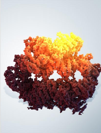 Scientists Visualize Structure of Key…