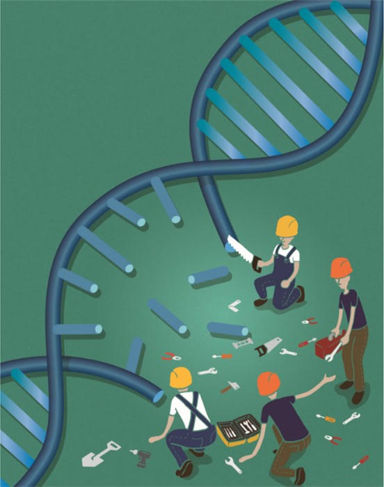 Scientists Visualize Structure of Key DNA Repair Component with ‘Near-Atomic Resolution’ 2 unnamed 2