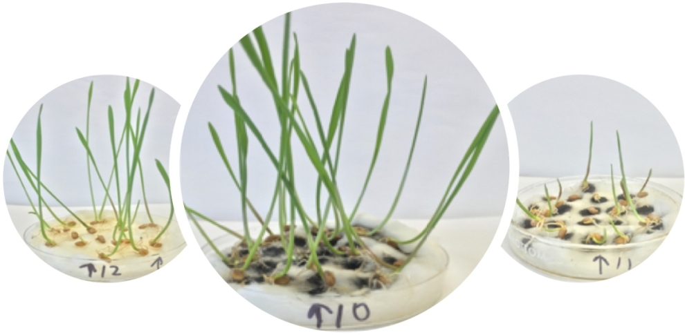 Wheat gets boost from purified nanotubes 3 1211 WHEAT 1 WEB 2myyd64