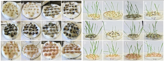 Wheat gets boost from purified…