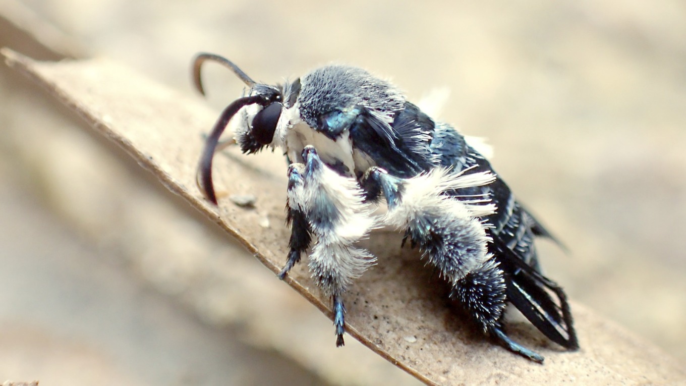 Bee-mimicking Clearwing Moth Buzzes Back…