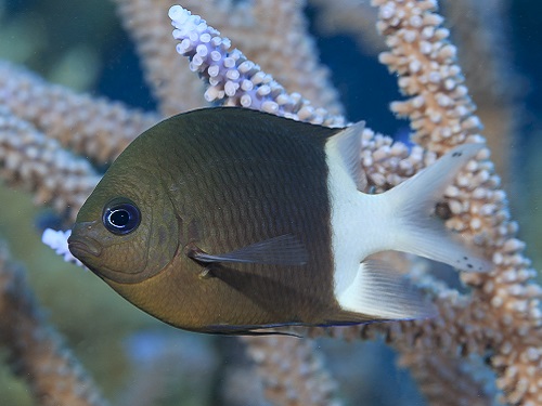 Fish’s rapid response to climate…