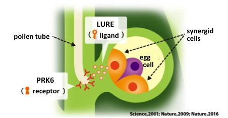 Unlocking the mystery of pollen…