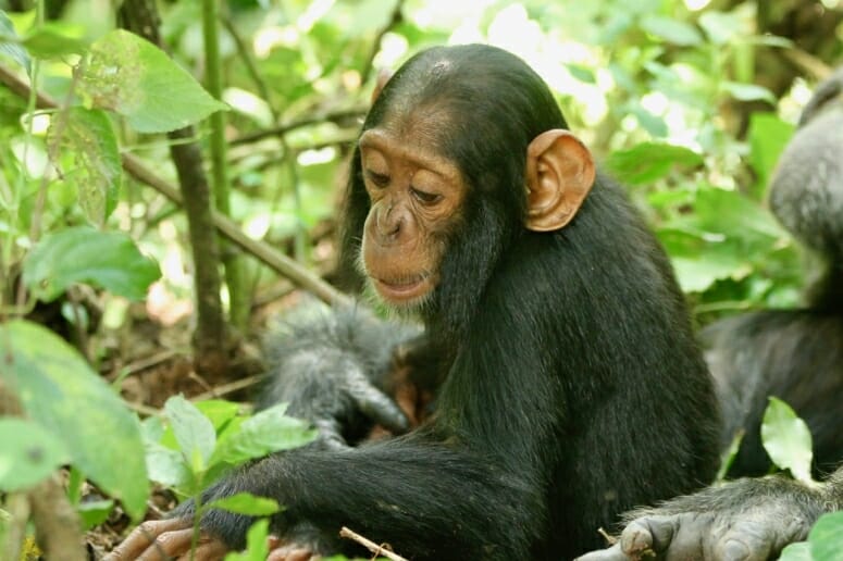 Chimpanzee deaths in Uganda pinned on human cold virus 2 Betty