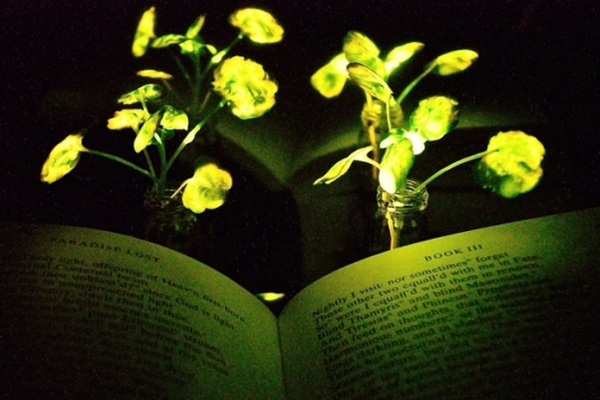 MIT Glowing Plants 0