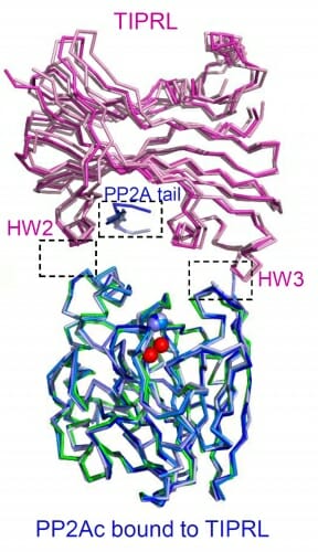 Breaking up (protein complexes) is…