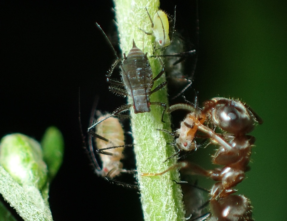 Ants: master manipulators for biodiversity,…