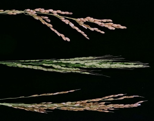 Mutation in single rice gene cancels interspecific hybrid sterility