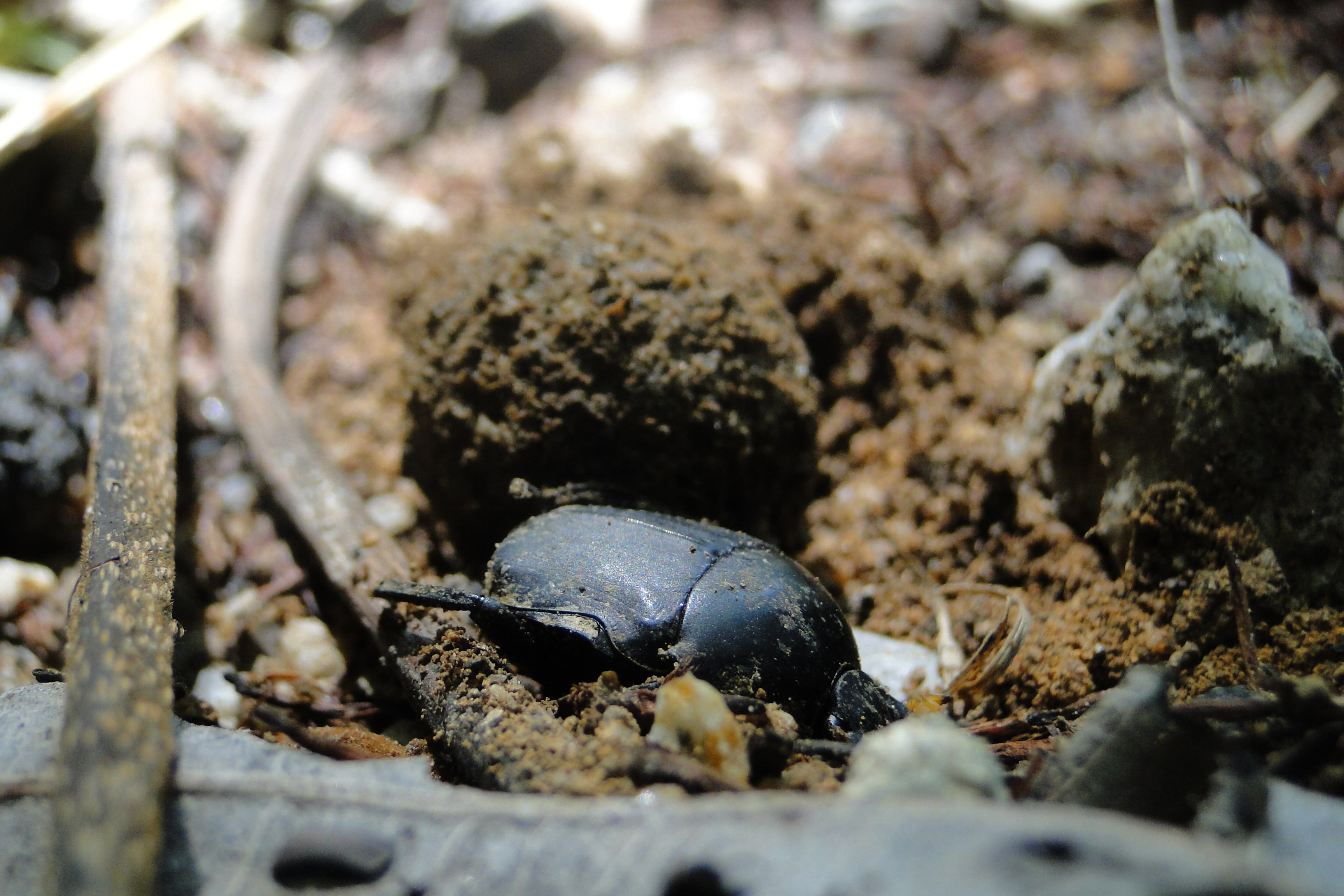 Rolling in it: dung beetles’…