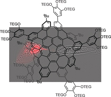 Water-Soluble Warped Nanographene