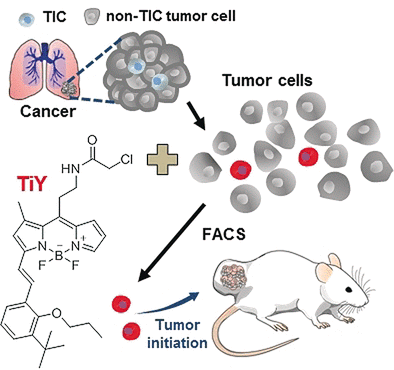 Marker for Cancer Stem Cells