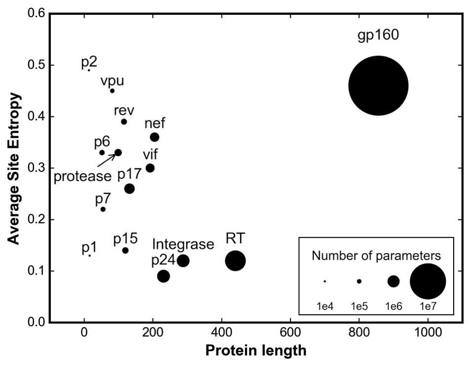 HKUST Researchers Discover Fitness Landscape of HIV Envelope Protein That May Help Vaccine Development 3 5337
