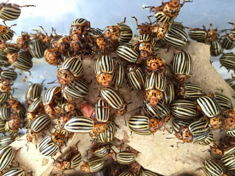 Colorado potato beetle genome gives insight into major agricultural pest
