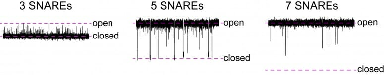 From fungi to humans, ‘smart valves’ assist communication within, between cells 6 figure2