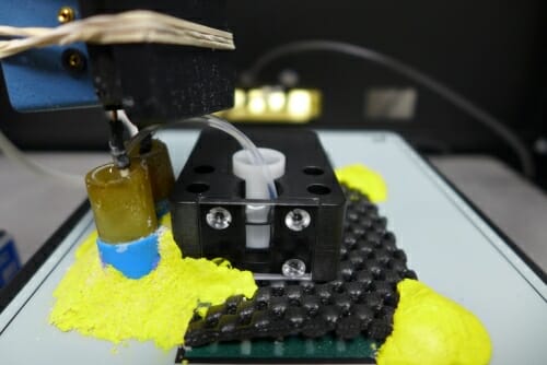 From fungi to humans, ‘smart…