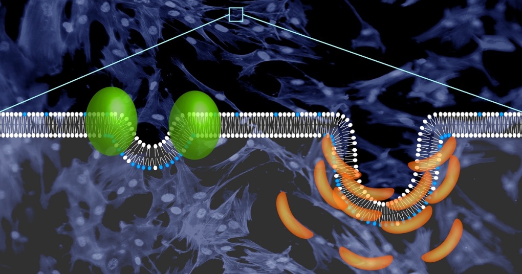 Flipping lipids for cell transport-tubules