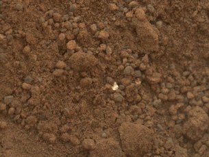 Martian soil medium