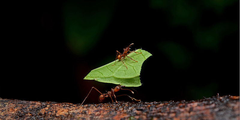 800px Leafcutter ants