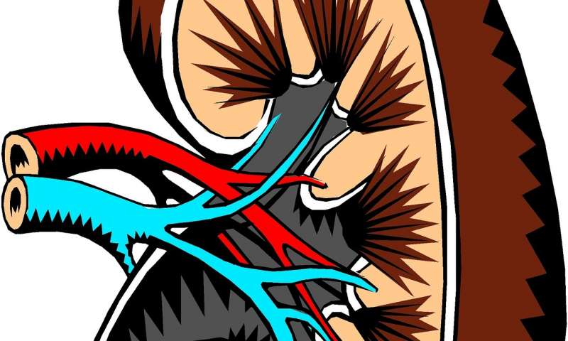Kidney cancer’s developmental source revealed