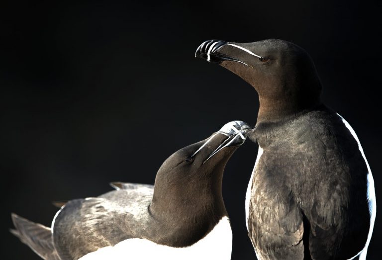 What seabirds can tell us about the tide