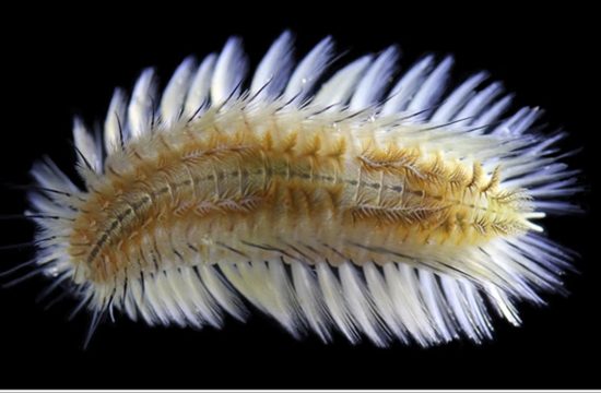 Chloeia bimaculata1